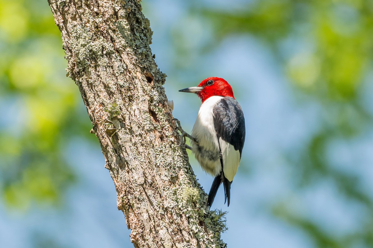 Red-headed Woodpecker - Richard Pockat