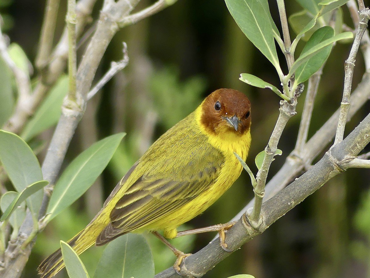 Yellow Warbler (Mangrove) - ML617855184