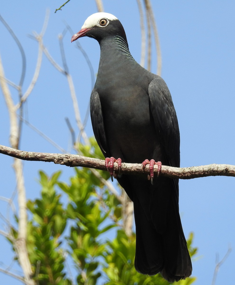 White-crowned Pigeon - ML61785521