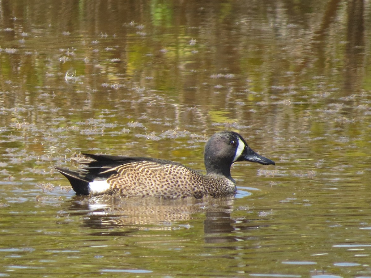Blue-winged Teal - ML617855213