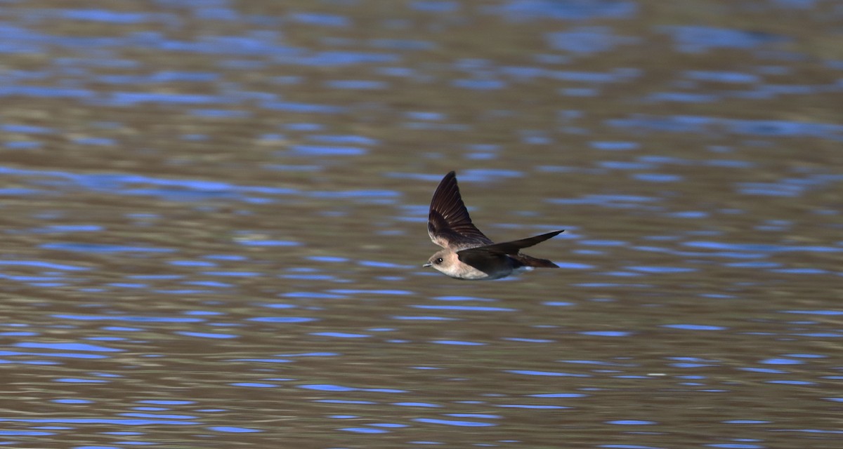 Northern Rough-winged Swallow - ML617855235