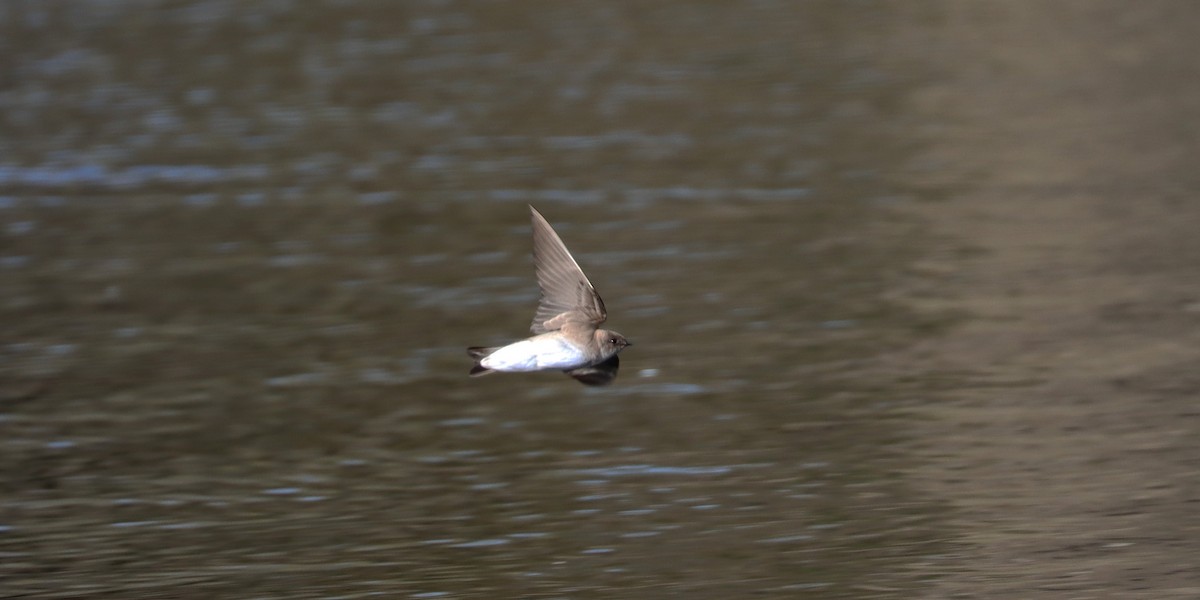 Northern Rough-winged Swallow - ML617855261