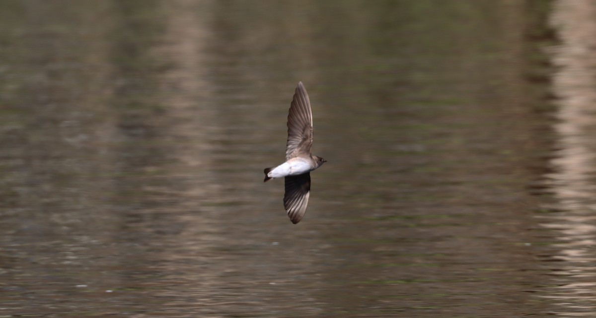 Northern Rough-winged Swallow - ML617855283
