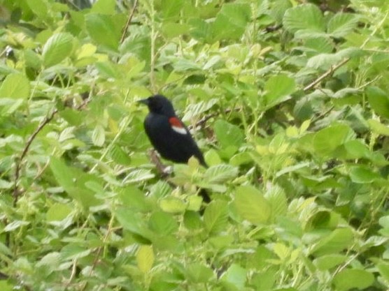 Tricolored Blackbird - ML617855300
