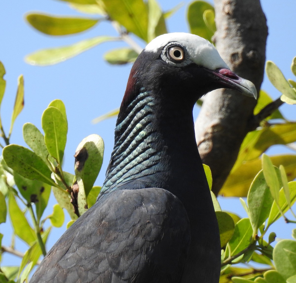 White-crowned Pigeon - ML61785531