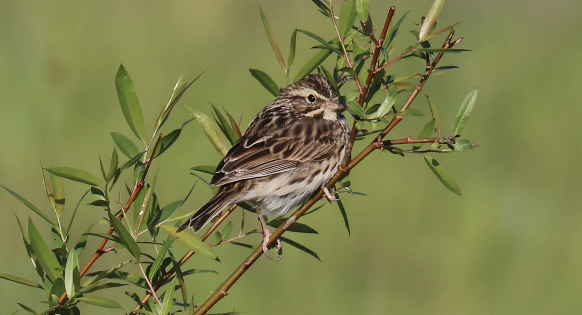 Savannah Sparrow (Savannah) - James Wheat