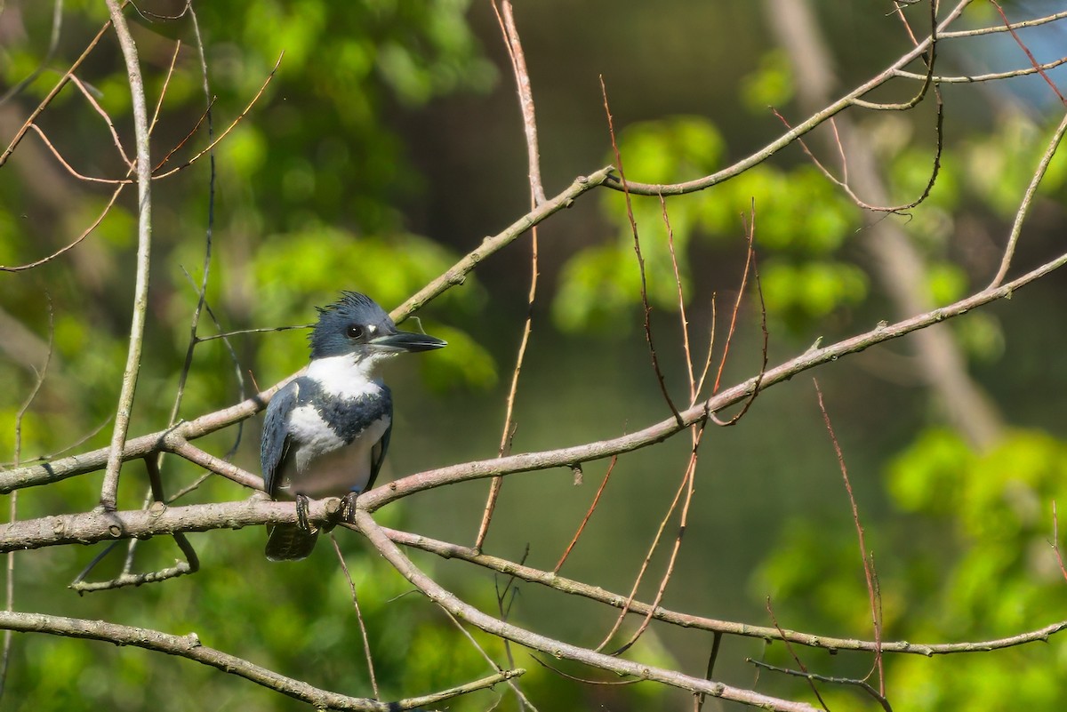 Belted Kingfisher - ML617855422