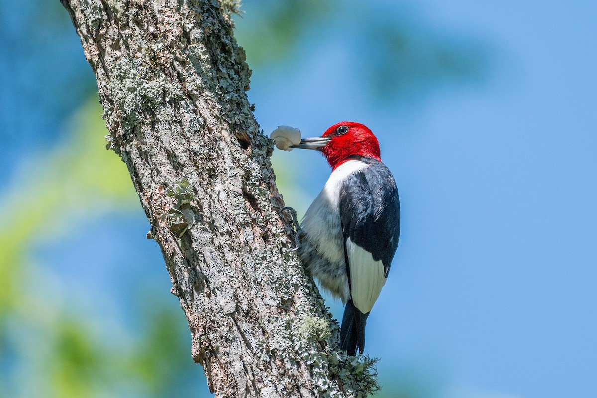 Red-headed Woodpecker - ML617855450