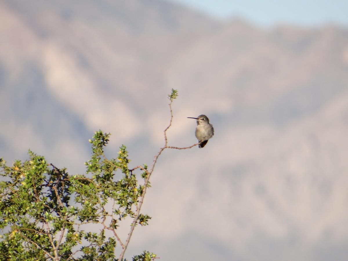 Costa's Hummingbird - ML617855564