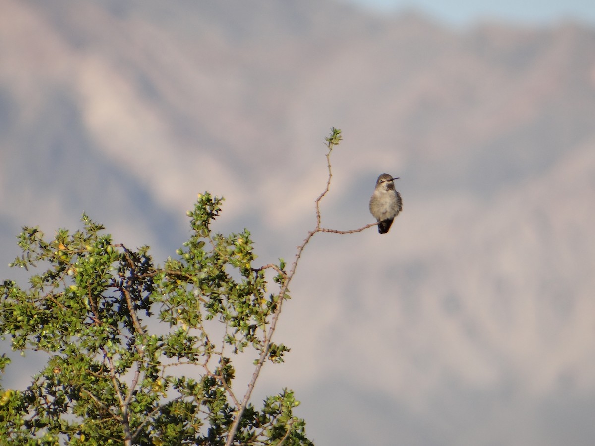 Costa's Hummingbird - ML617855565