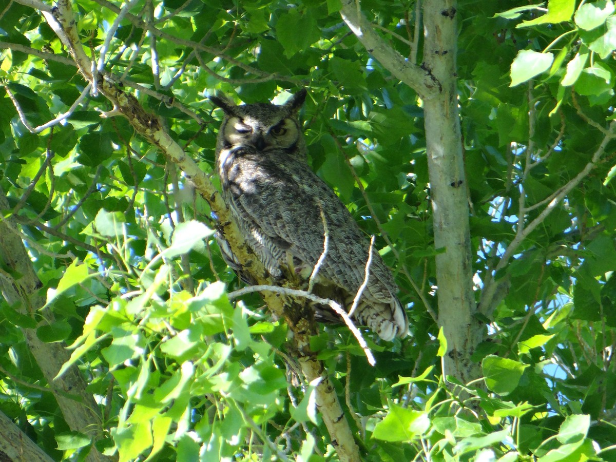 Great Horned Owl - Carl Lundblad