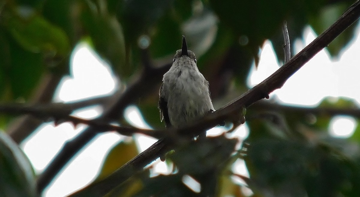 Olive-spotted Hummingbird - ML61785561