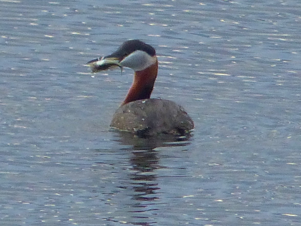 Red-necked Grebe - ML617855643