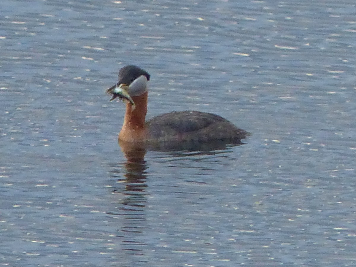 Red-necked Grebe - ML617855645