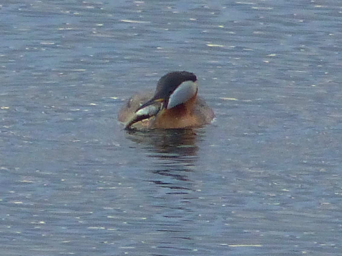 Red-necked Grebe - ML617855650
