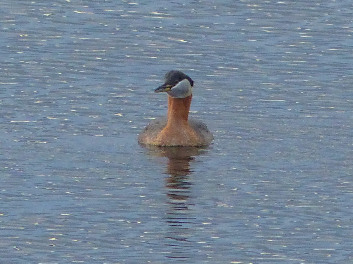 Red-necked Grebe - ML617855655