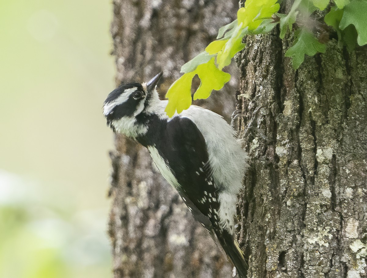 Downy Woodpecker - Jerry Ting