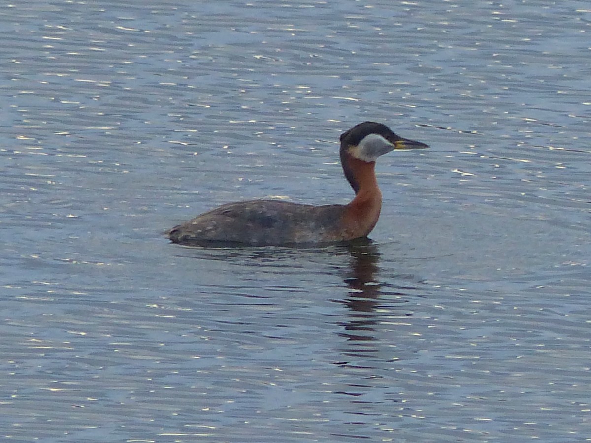 Red-necked Grebe - ML617855662