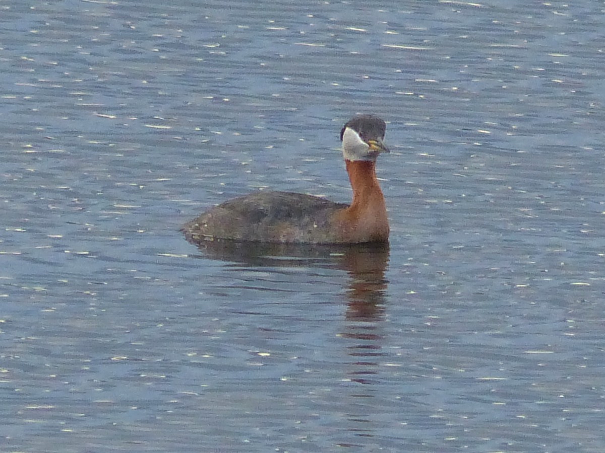 Red-necked Grebe - ML617855664