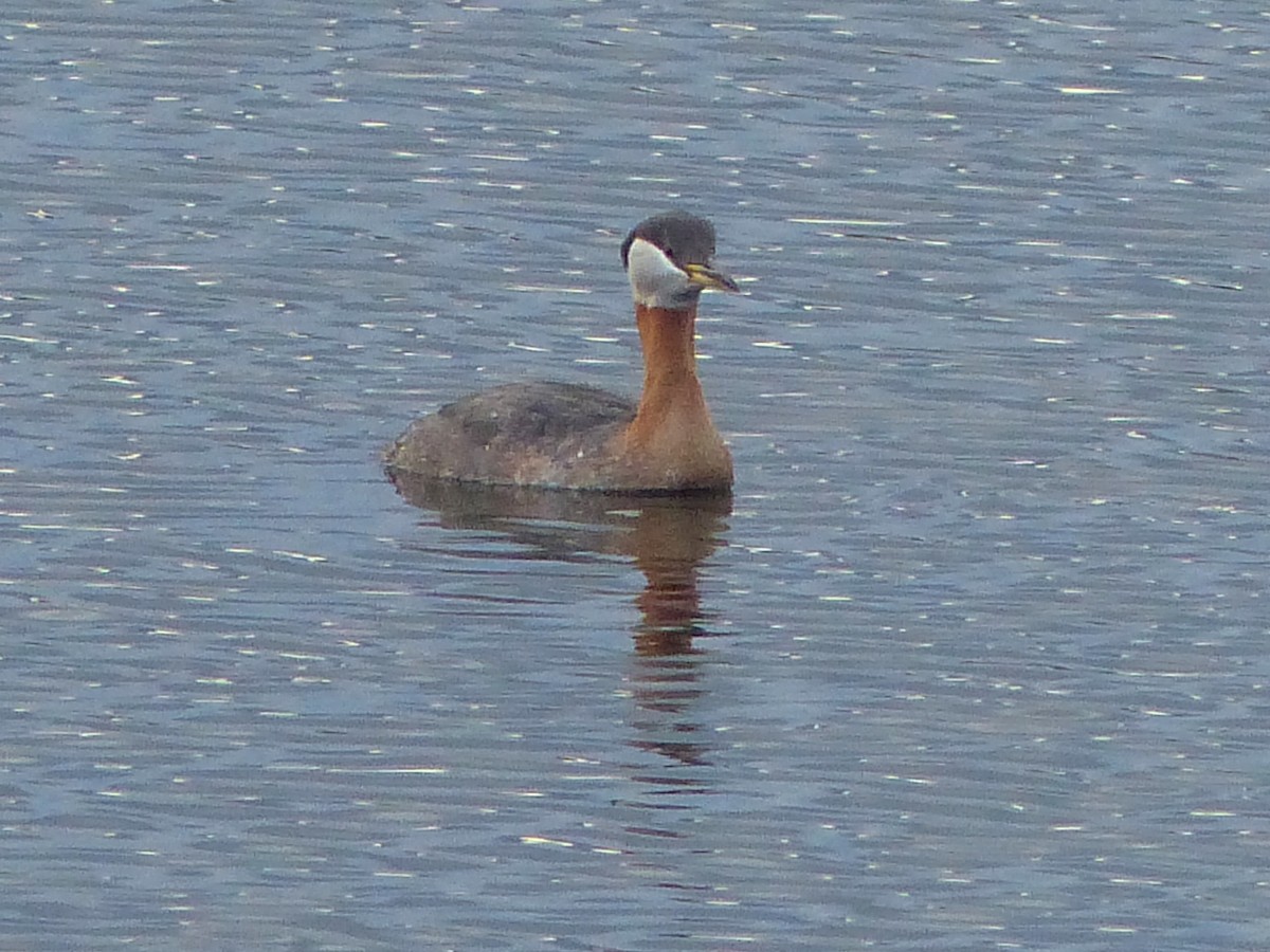 Red-necked Grebe - ML617855678