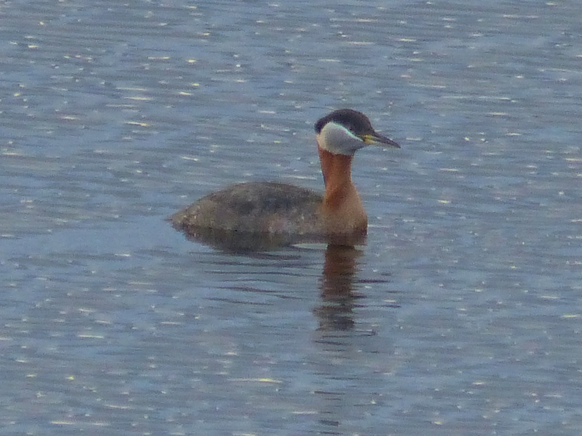 Red-necked Grebe - ML617855682