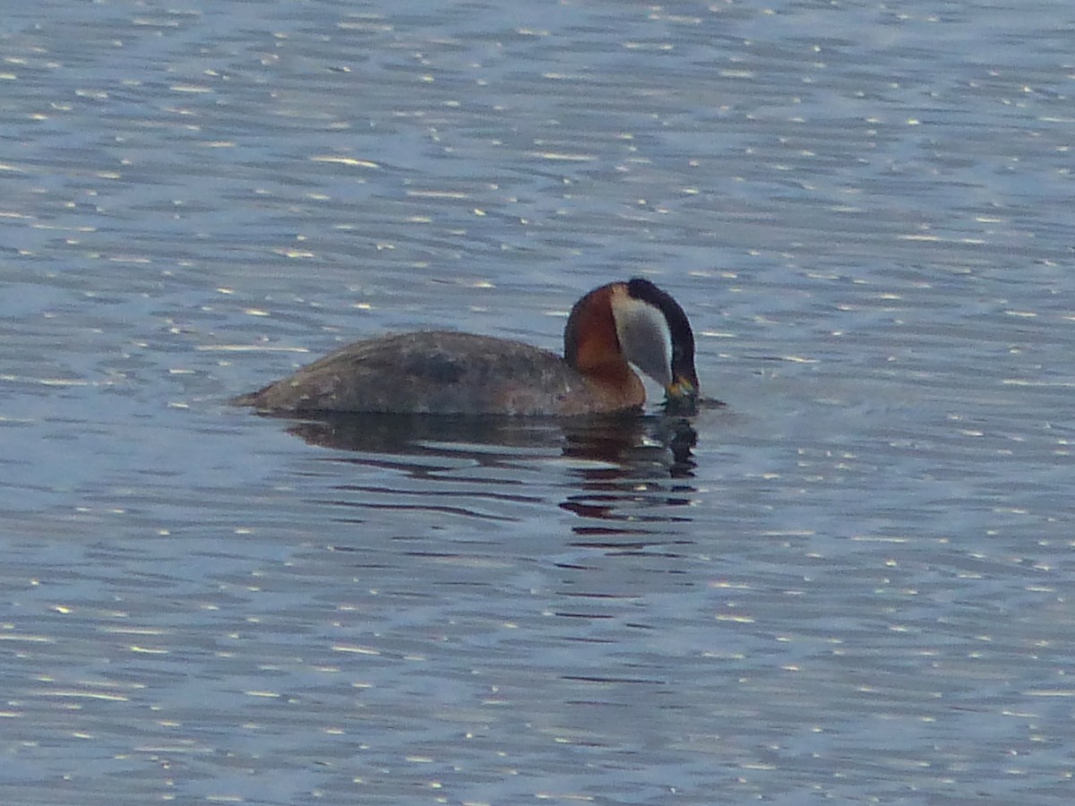 Red-necked Grebe - ML617855683