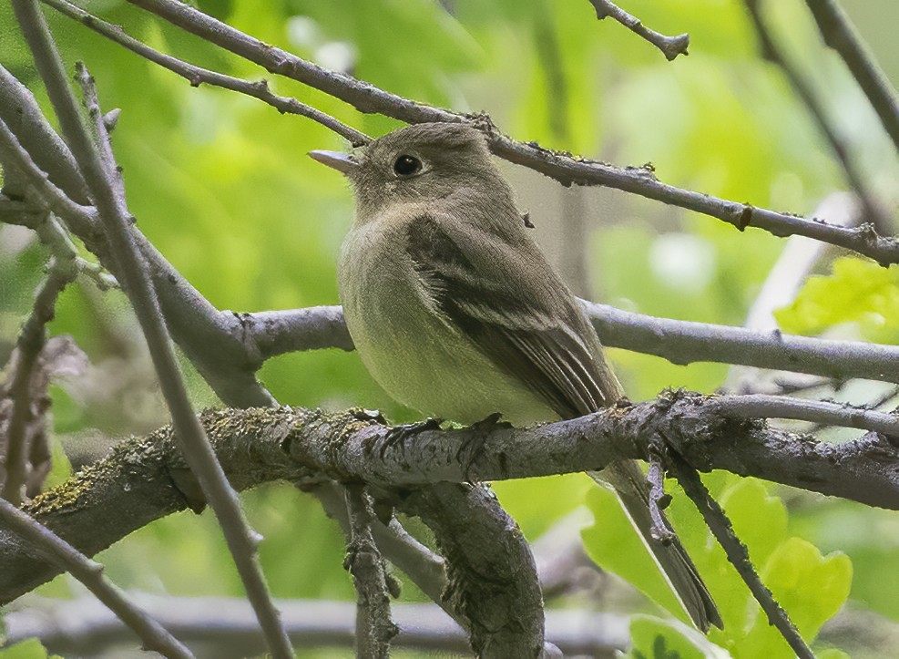 Western Flycatcher (Pacific-slope) - Jerry Ting