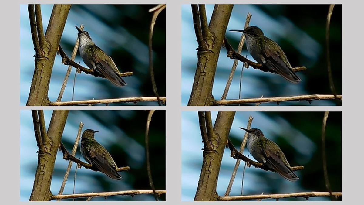 Olive-spotted Hummingbird - ML61785571