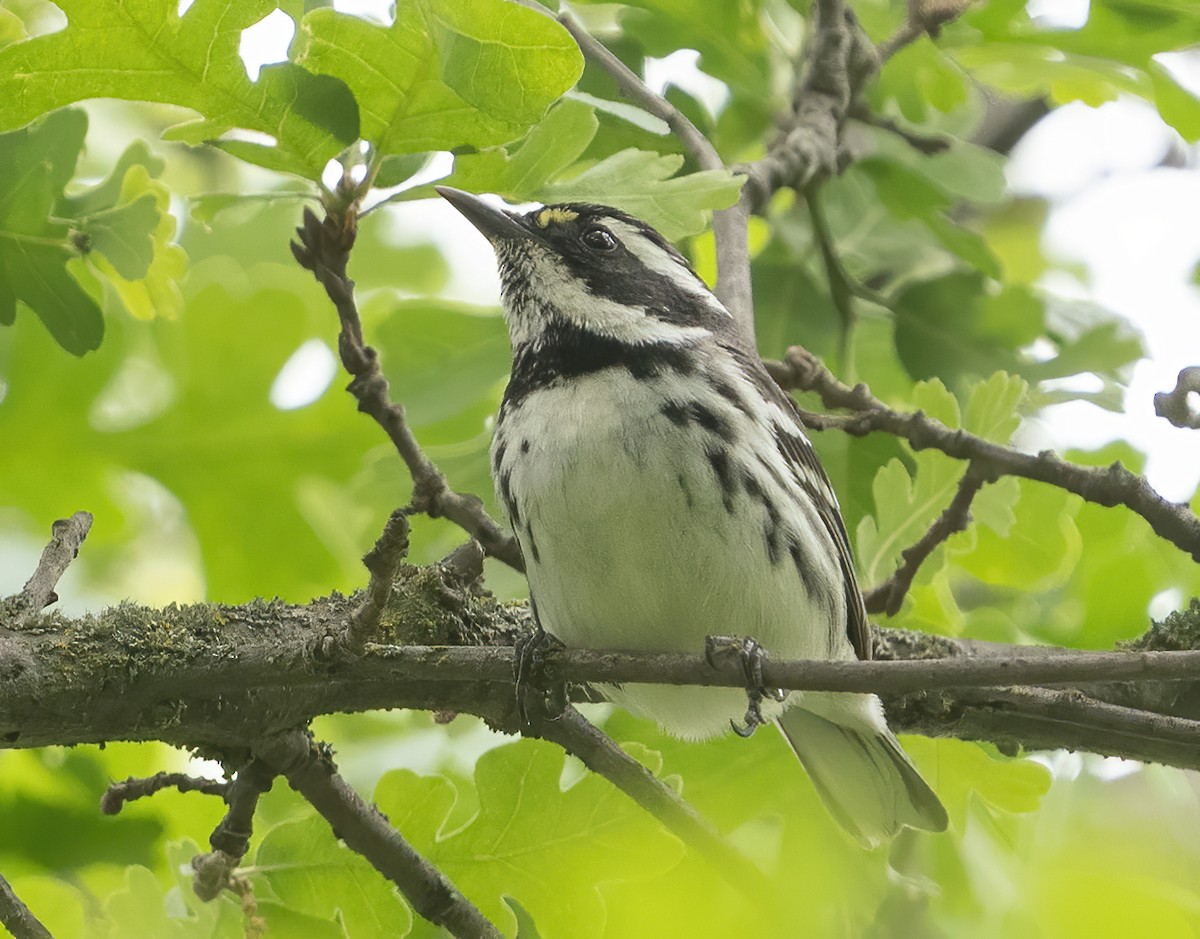 Black-throated Gray Warbler - Jerry Ting