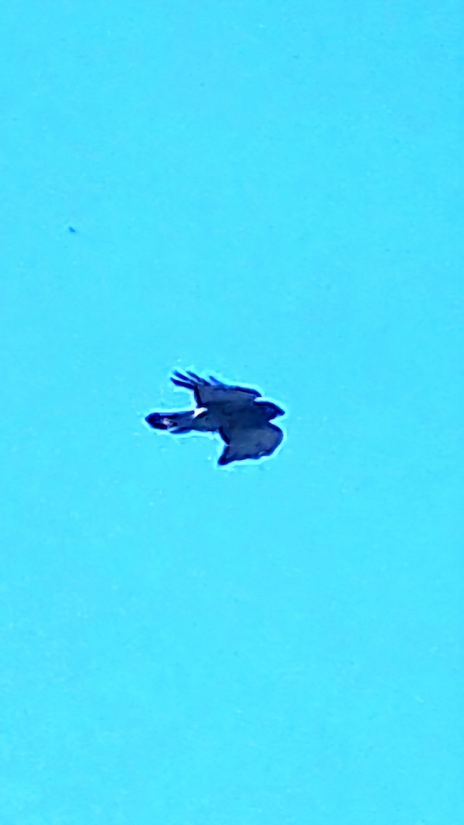 Broad-winged Hawk - ML617855719