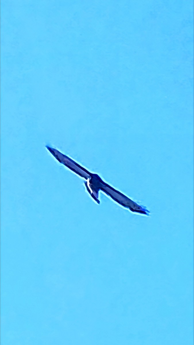 Broad-winged Hawk - ML617855720