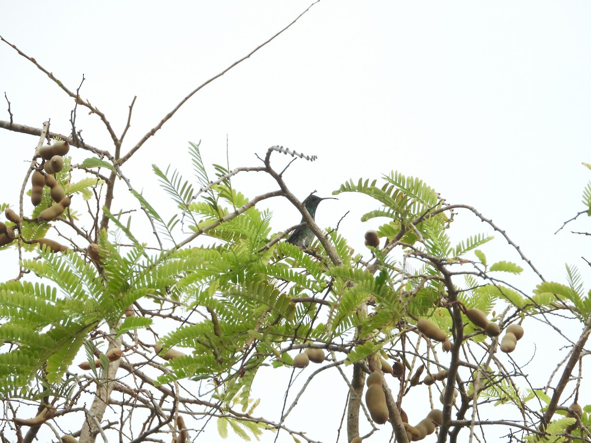 Shining-green Hummingbird - ML617855729