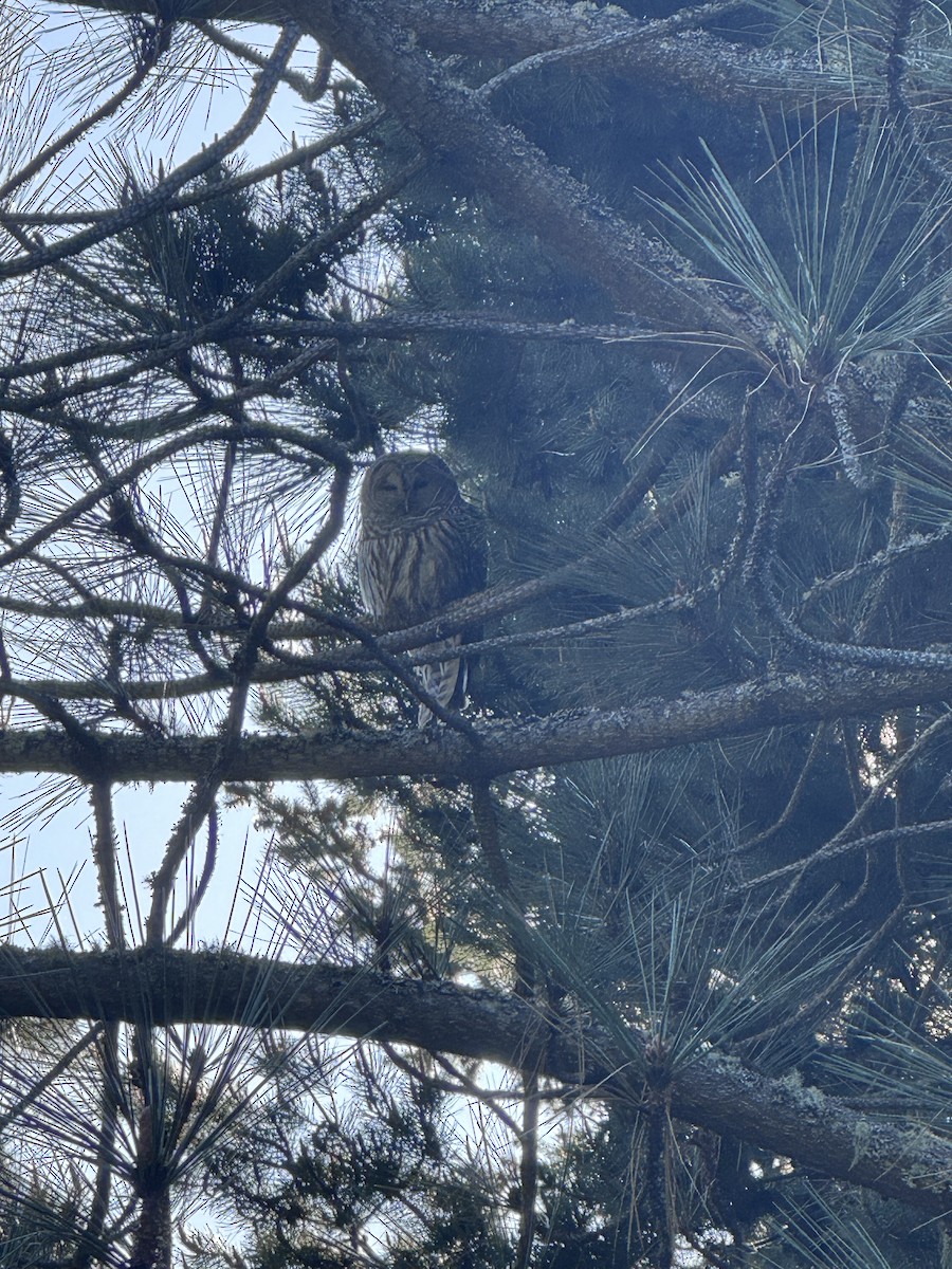 Barred Owl - ML617855732