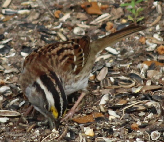 White-throated Sparrow - ML617855753