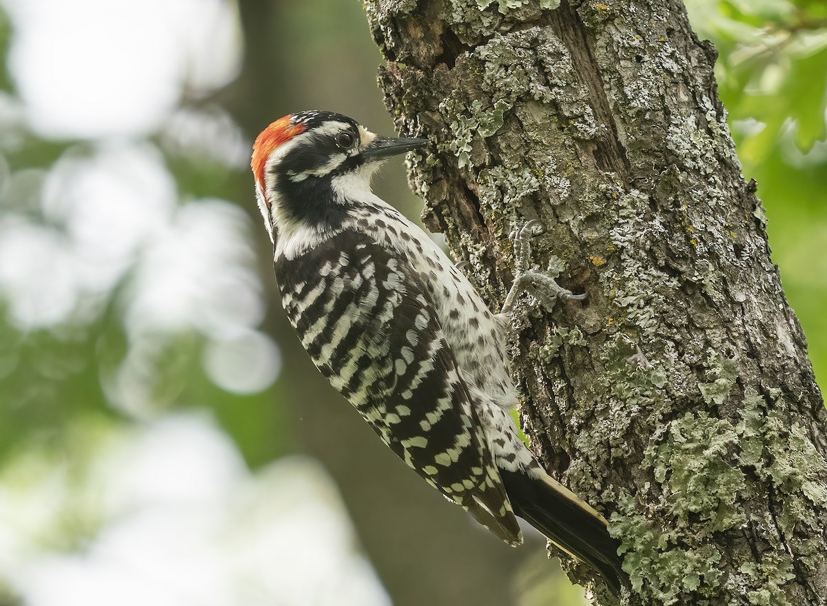 Nuttall's Woodpecker - ML617855791