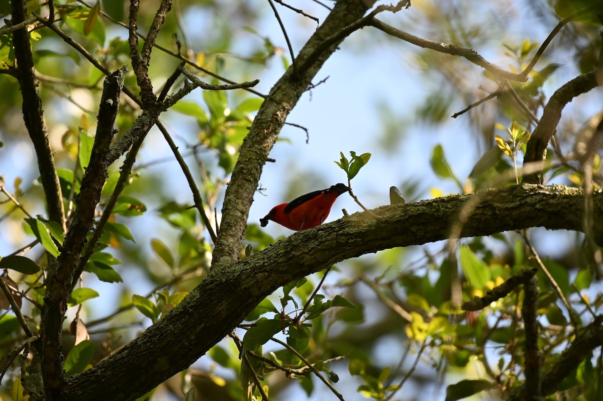 Scarlet Tanager - ML617855808