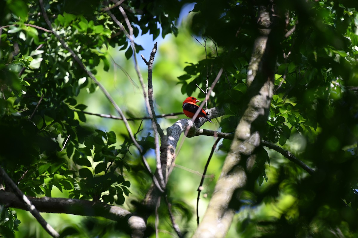 Scarlet Tanager - ML617855809