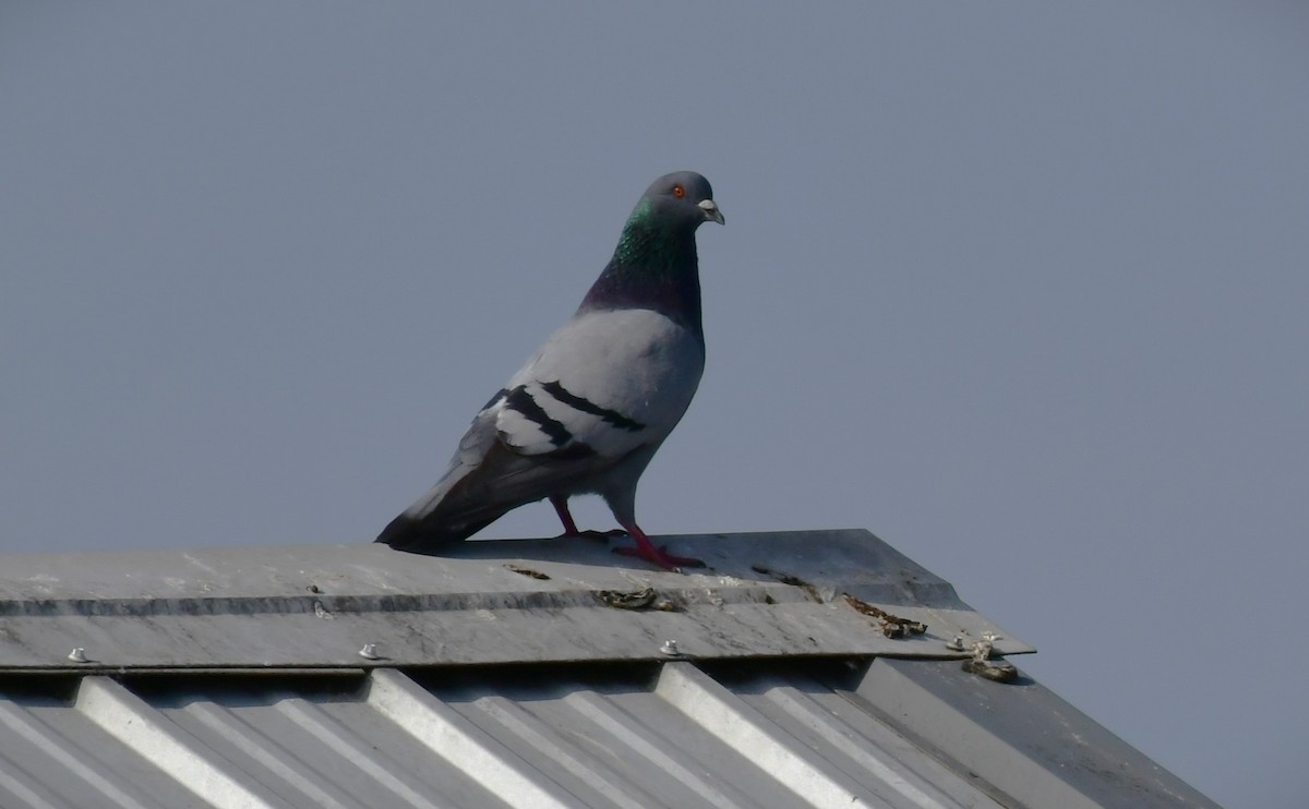 Rock Pigeon (Feral Pigeon) - ML617855824