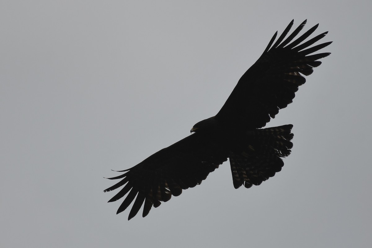 Black Eagle - Tristan Jobin