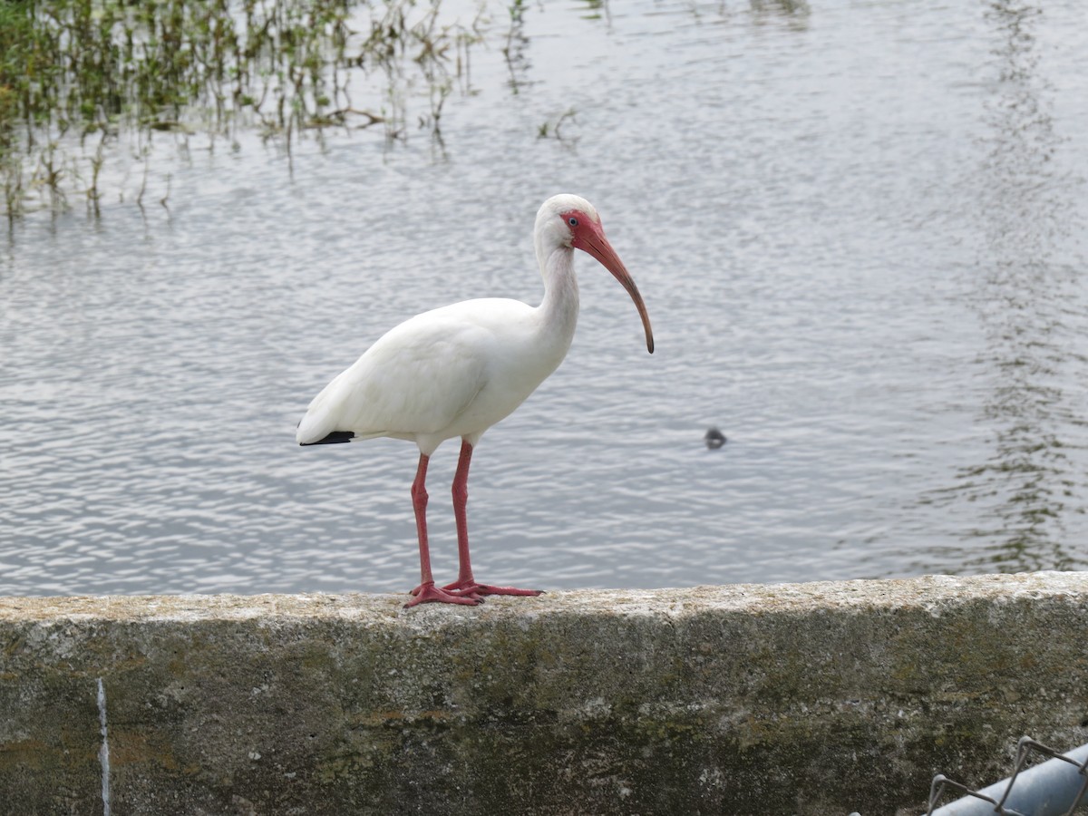 ibis bílý - ML617855875