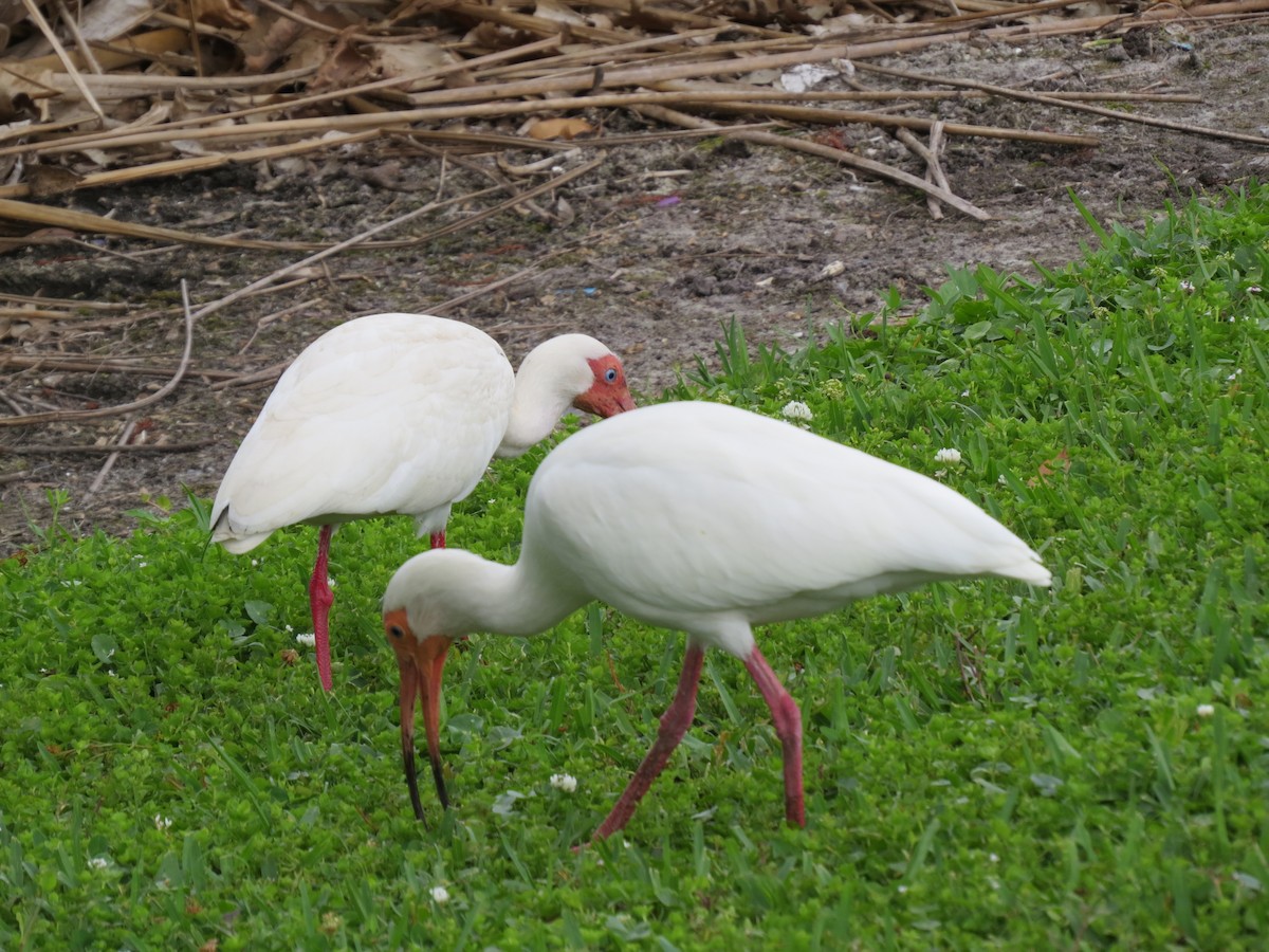 ibis bílý - ML617855876