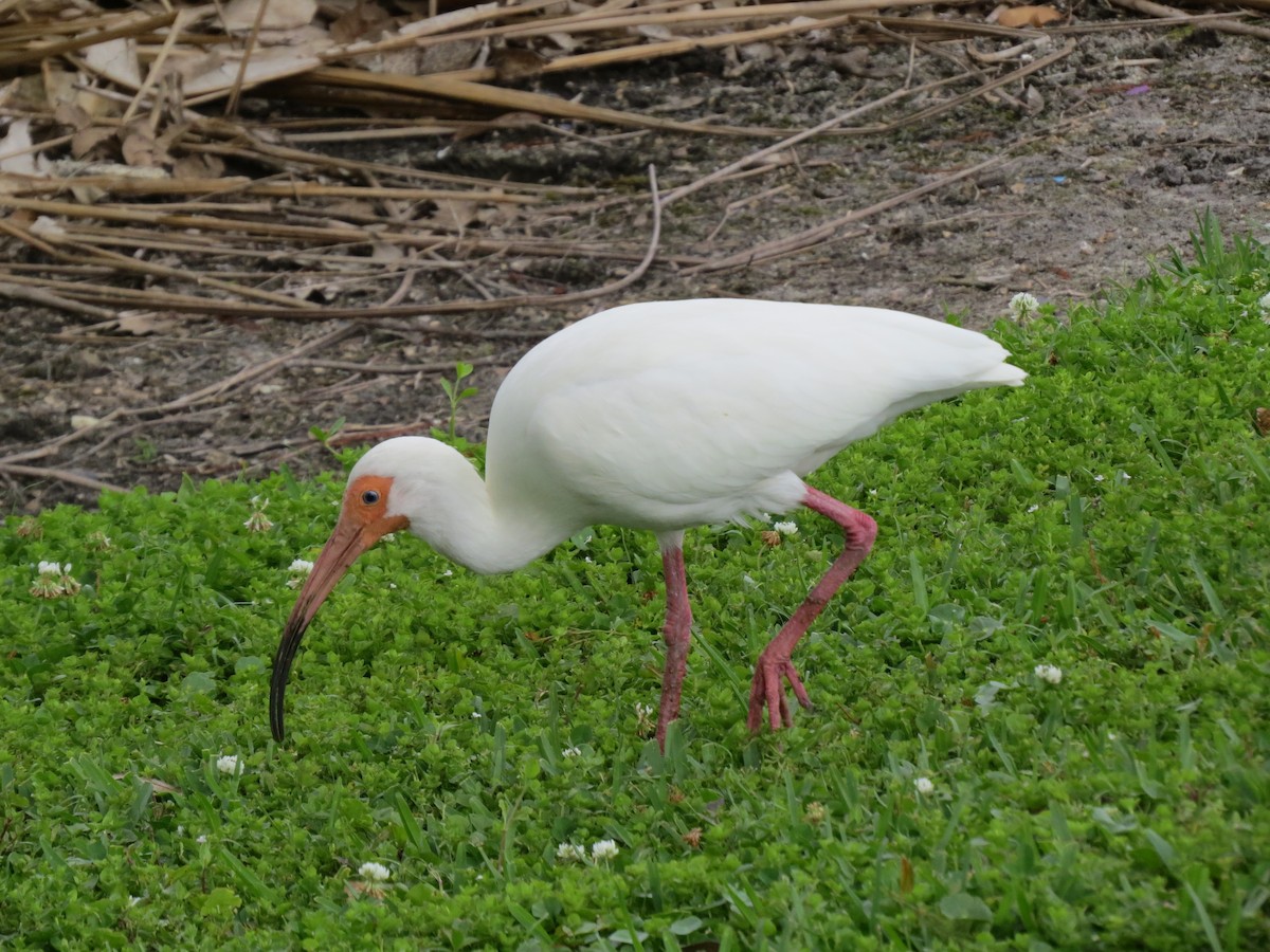 ibis bílý - ML617855877