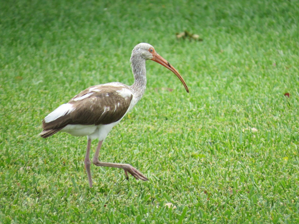 ibis bílý - ML617855878