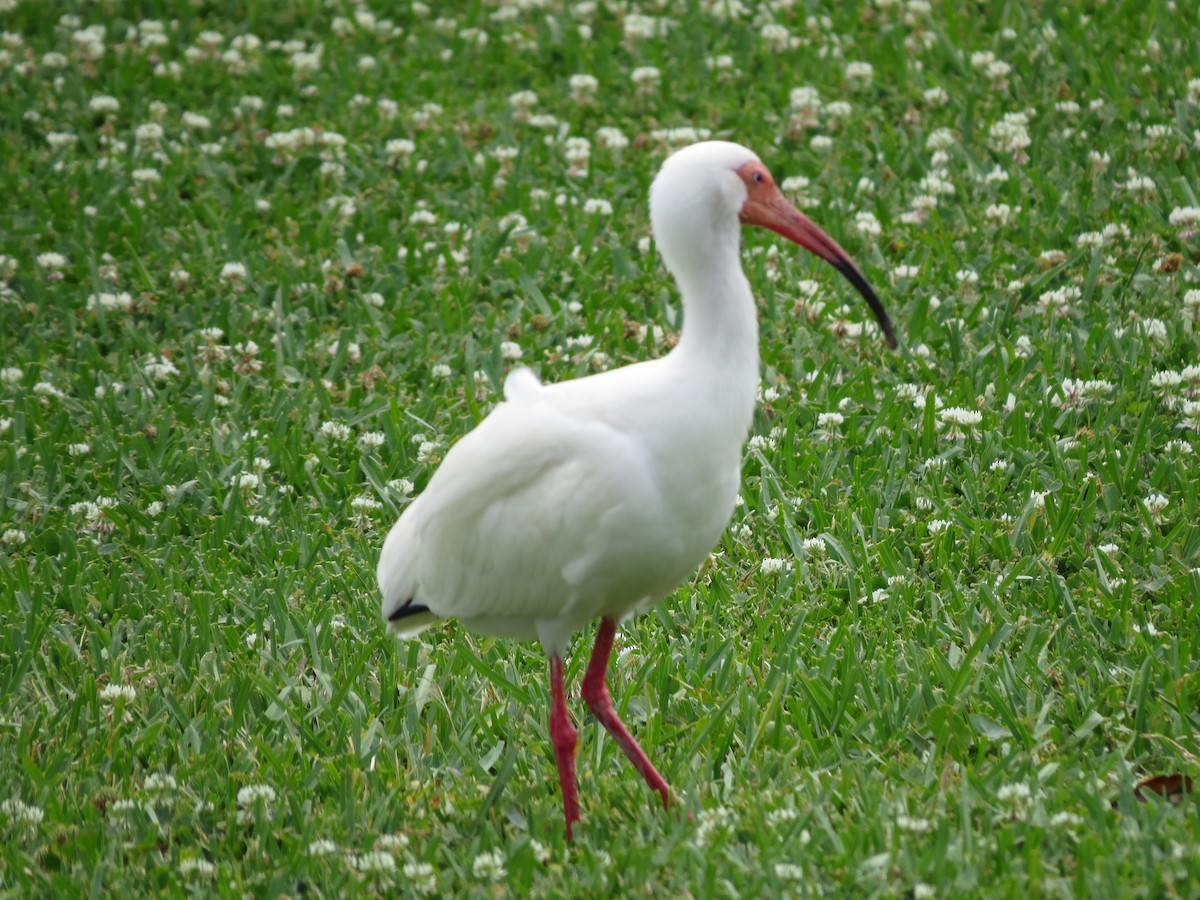 ibis bílý - ML617855879