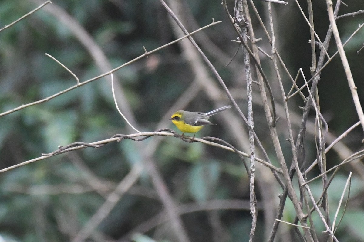 Yellow-bellied Fairy-Fantail - ML617855894