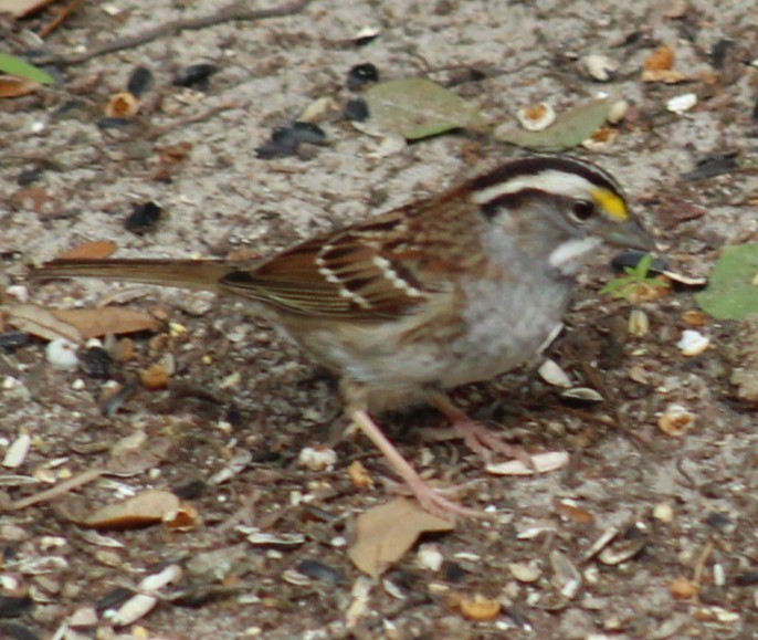 White-throated Sparrow - ML617855908