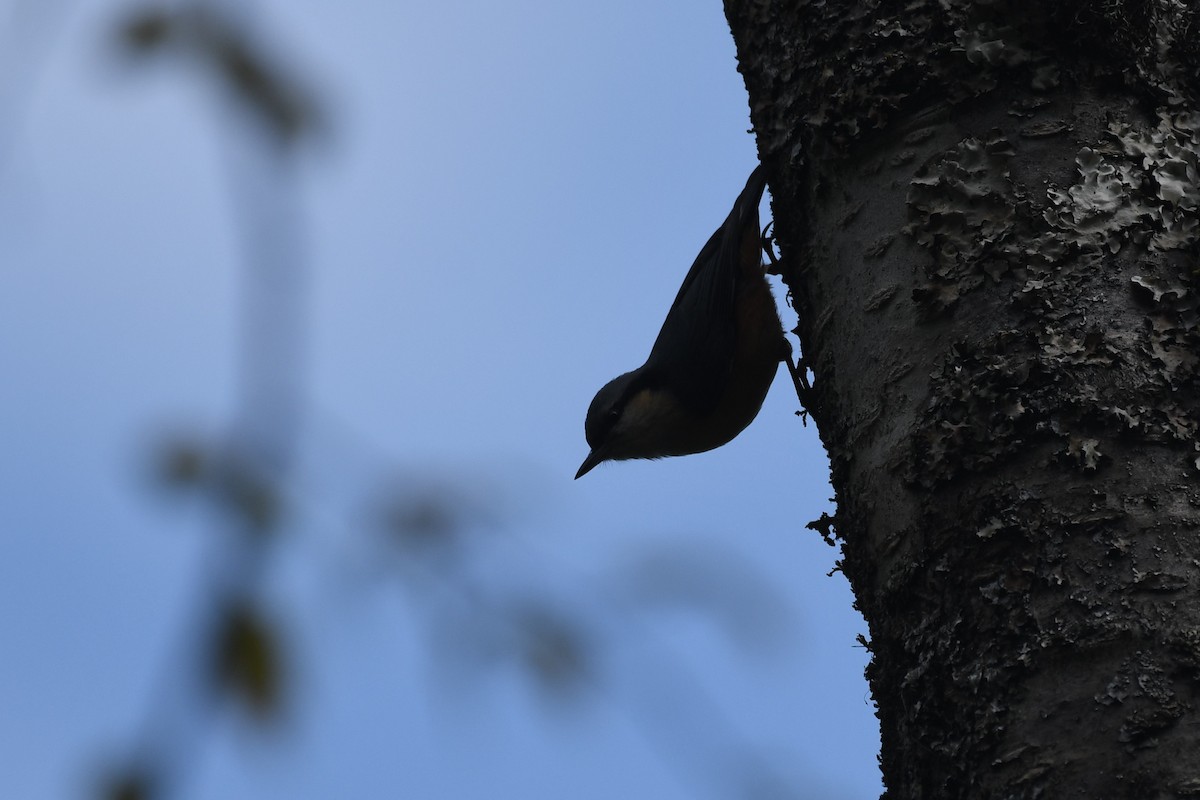 White-tailed Nuthatch - ML617855943