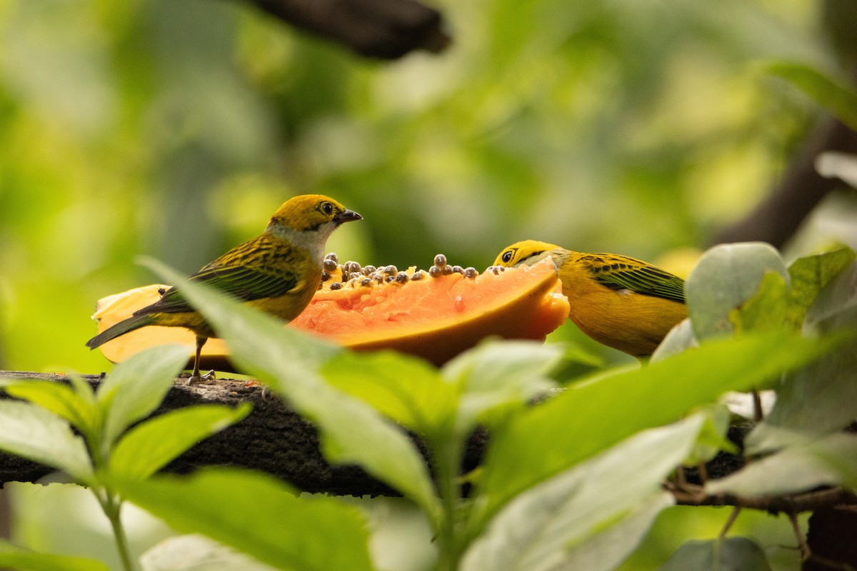 Silver-throated Tanager - ML617855965