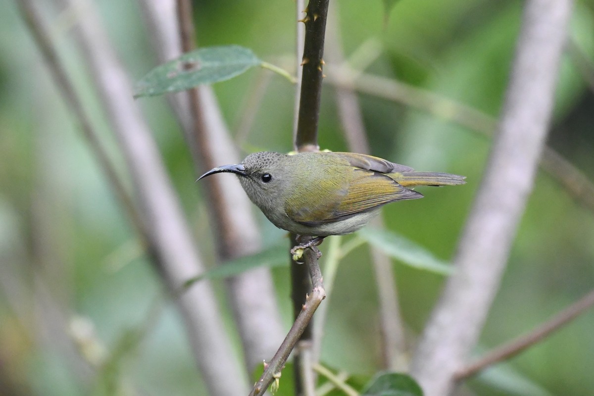 Green-tailed Sunbird - ML617855974