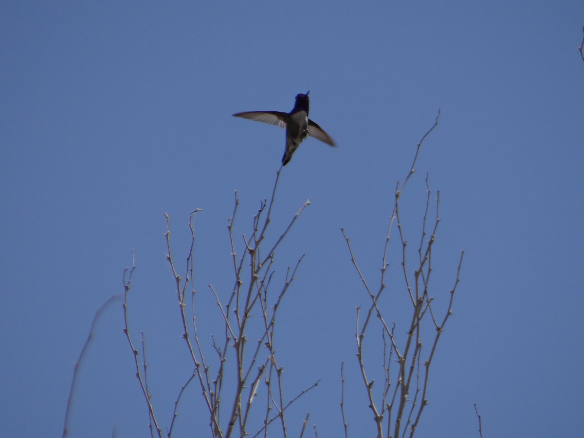 Costa's Hummingbird - ML617855981